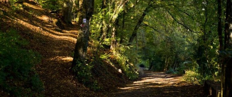 Wald – Vielfalt des Lebens