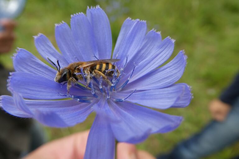 Biene auf einer Blume