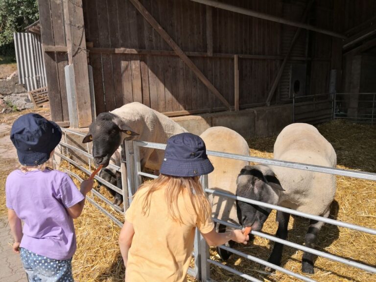 Kinder füttern Schafe