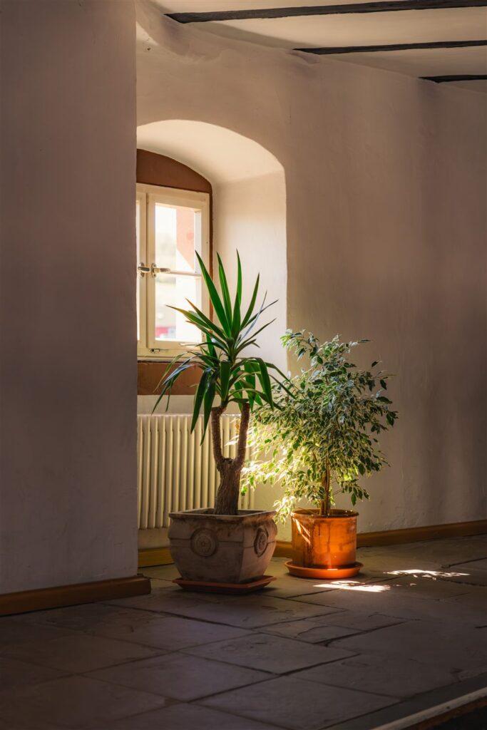 stimmungsvolles Bild von Zimmerpflanzen vor einem Fenster, durch das sonnenlicht fällt