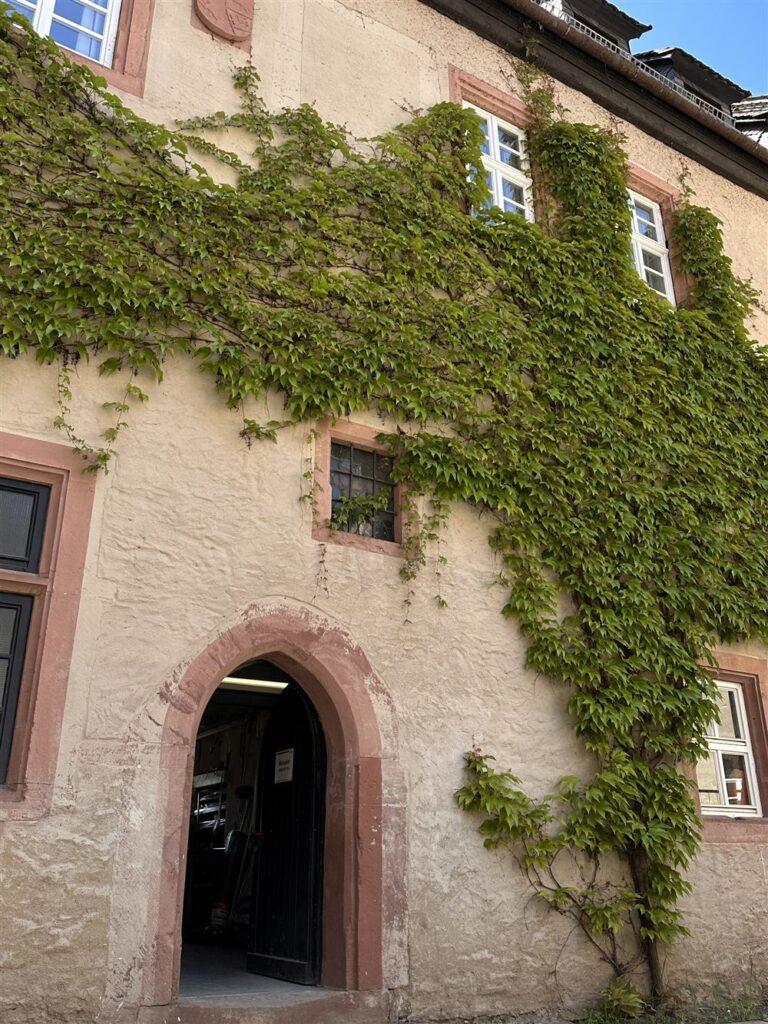 efeubehangene Mauer der Innenburg