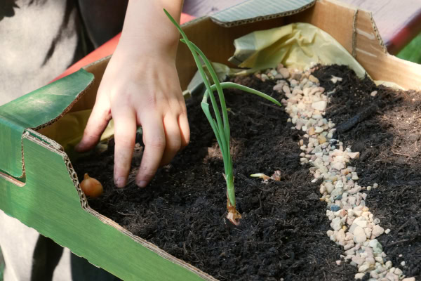Kinder stecken und pflanzen in einer kleinen Gartenkiste